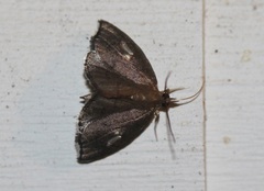 Perispasta caeculalis