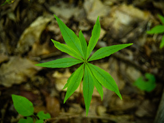 Lysimachia borealis