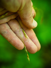 Bromus pubescens