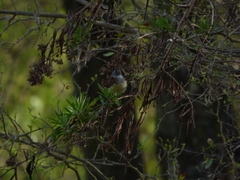 Serpophaga subcristata