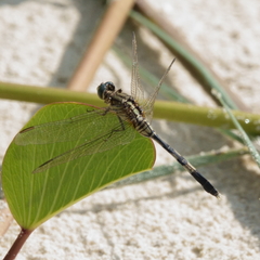 Orthetrum sabina