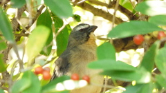 Saltator coerulescens