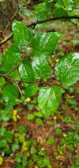 Celtis tenuifolia