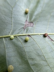 Caryomyia cilidolium