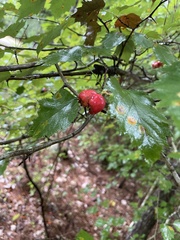 Crataegus laevigata