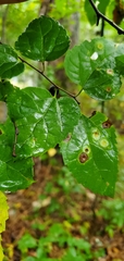 Celtis tenuifolia