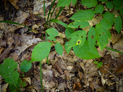 Oryzopsis asperifolia
