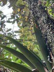 Oncidium