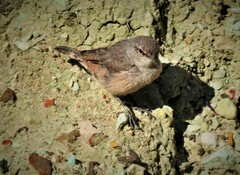 Salpinctes obsoletus