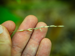 Oryzopsis asperifolia