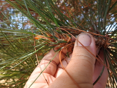 Thecodiplosis piniradiatae