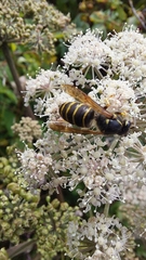 Dolichovespula norvegicoides