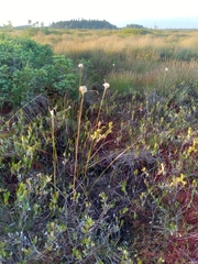 Eriophorum virginicum