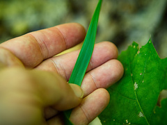 Oryzopsis asperifolia