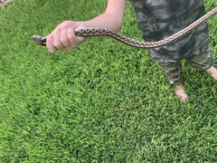 Thamnophis marcianus