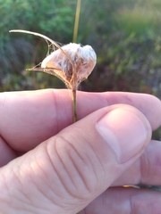 Eriophorum virginicum