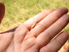 Thecodiplosis piniradiatae