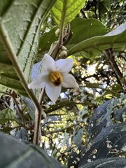 Solanum cornifolium