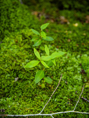 Lysimachia quadrifolia