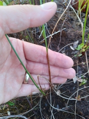 Eriophorum virginicum