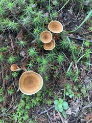 Coltricia cinnamomea