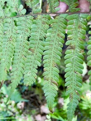 Christella dentata