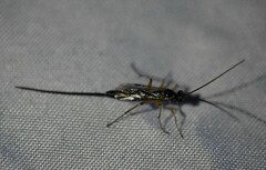 Ichneumonoidea
