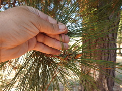 Thecodiplosis piniradiatae