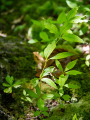 Lysimachia quadrifolia
