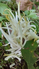 Clavaria fragilis