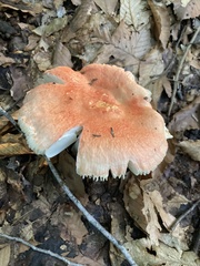 Leucoagaricus rubrotinctus