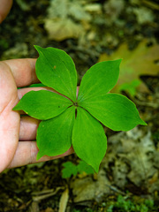 Medeola virginiana