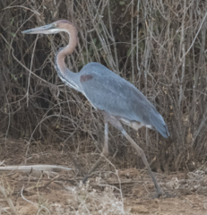 Ardea goliath