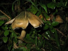 Psilocybe caerulescens