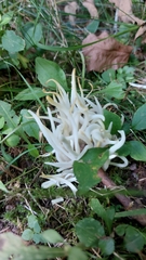 Clavaria fragilis