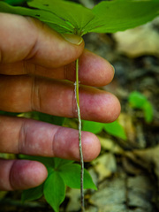 Medeola virginiana