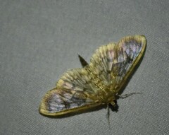 Herpetogramma thestealis