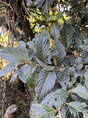 Solanum cornifolium