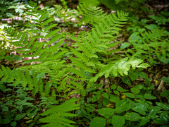 Osmunda claytoniana