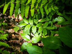 Prosartes lanuginosa