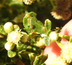 Aceria baccharipha