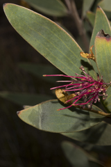 Hakea laurina
