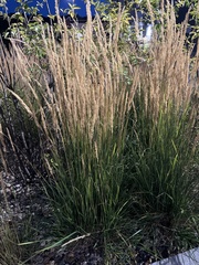 Calamagrostis × acutiflora