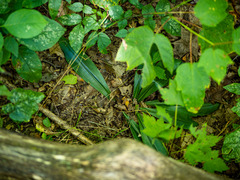 Clintonia umbellulata