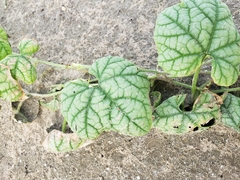 Cucumis melo