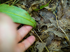 Clintonia umbellulata
