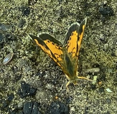 Phyciodes tharos