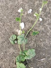 Cucumis melo