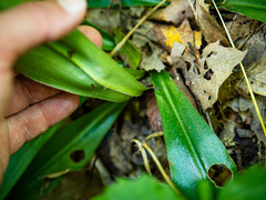 Clintonia umbellulata