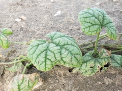 Cucumis melo